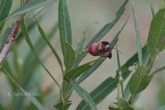 Syzygium occidentale